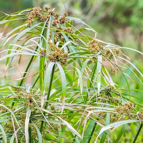 Nagarmotha or Nut Grass